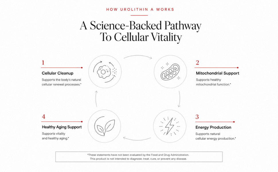 How Urolithin A works — a science-backed pathway: cellular cleanup, mitochondrial support, energy production, and healthy aging support